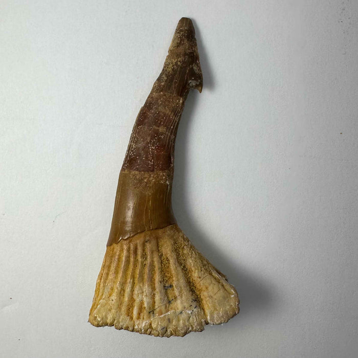 Onchopristis Barb/Tooth (LG) from Morocco - Smokin Resin Company