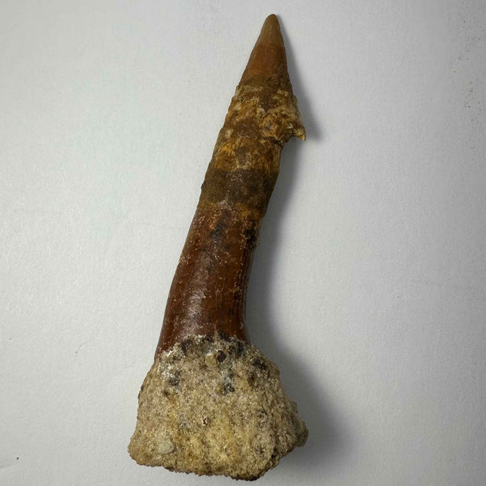 Onchopristis Barb/Tooth (LG) from Morocco - Smokin Resin Company