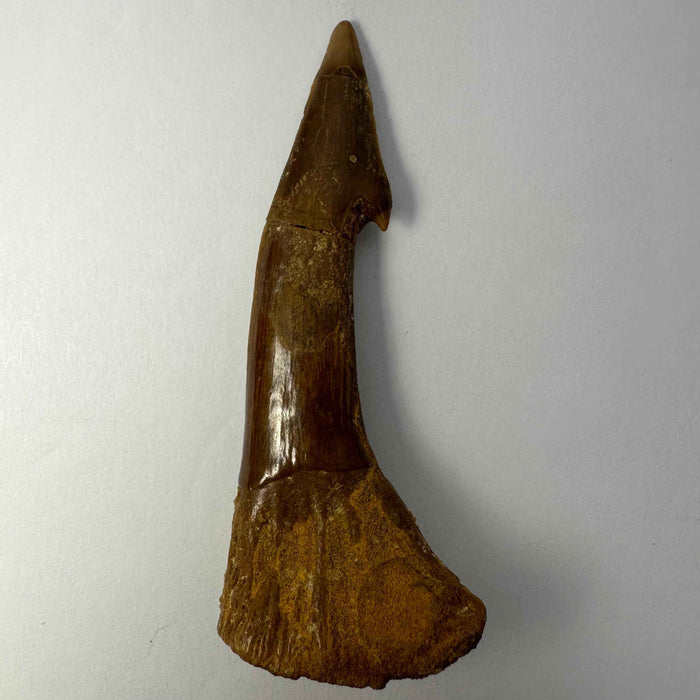 Onchopristis Barb/Tooth (LG) from Morocco - Smokin Resin Company