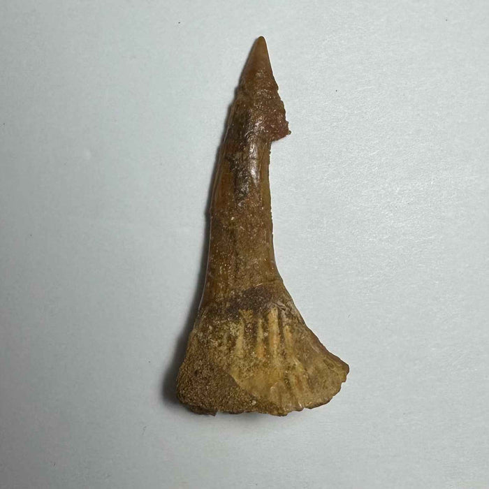 2.5"  #10