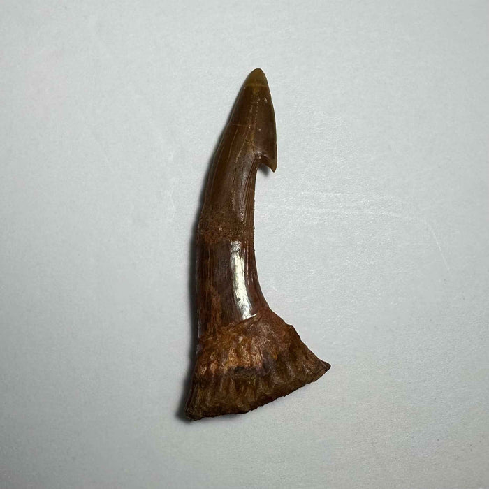 Onchopristis Barb/Tooth (MD)