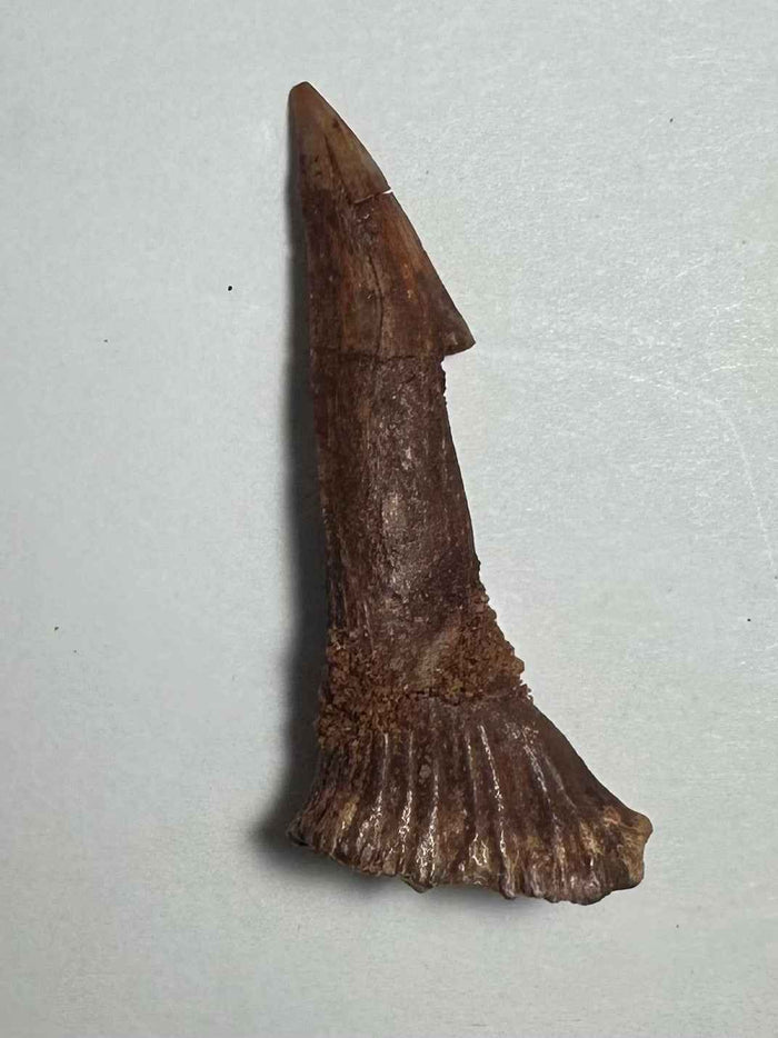 2"  #21