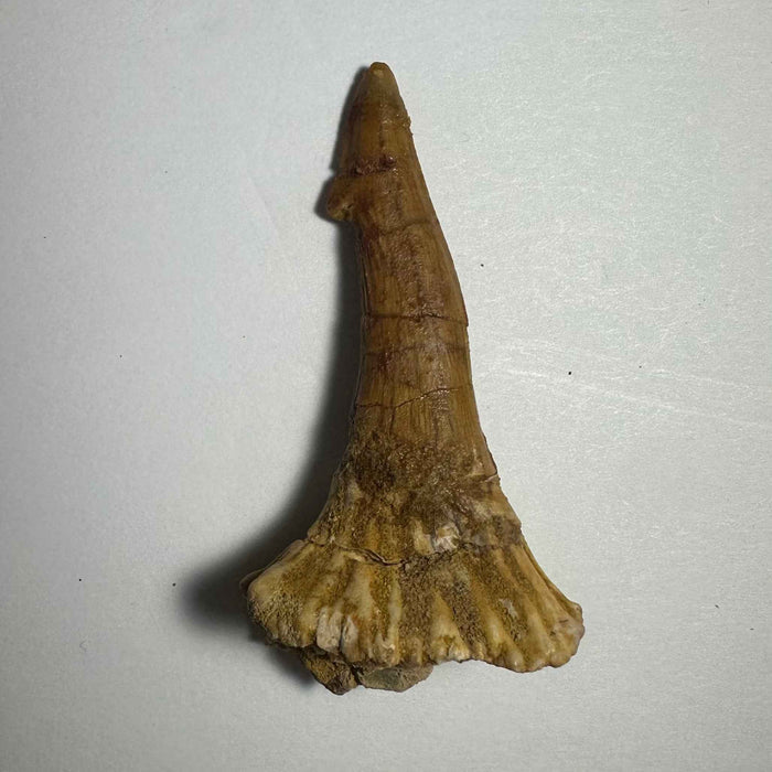 2.25"  #22