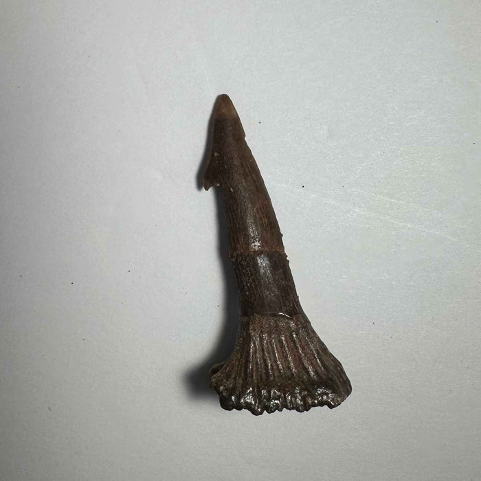 2"  #23