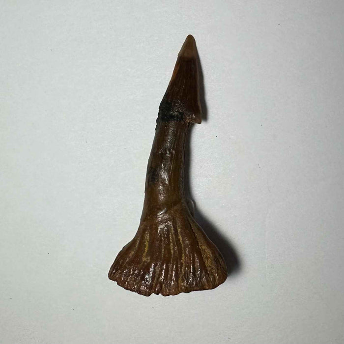 2.25"  #46