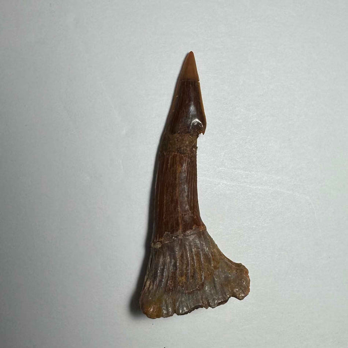 Onchopristis Barb/Tooth (MD)