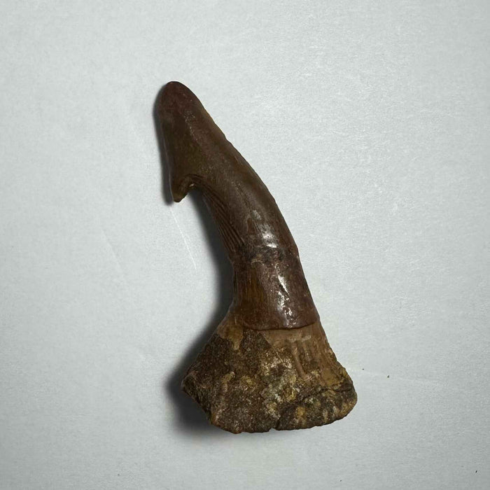 Onchopristis Barb/Tooth (MD)