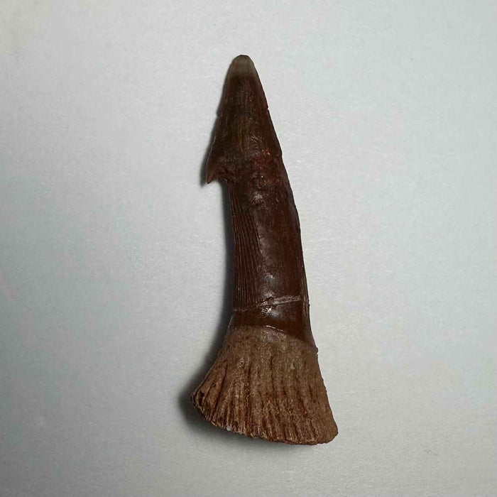 Onchopristis Barb/Tooth (MD)