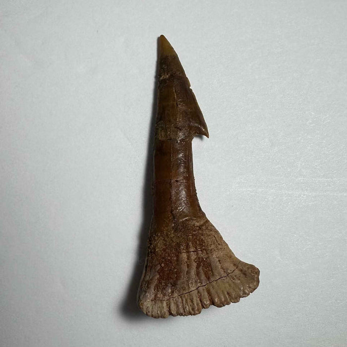 2.5"  #8
