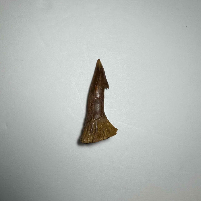 Onchopristis Barb/Tooth (SM) from Morocco - Smokin Resin Company