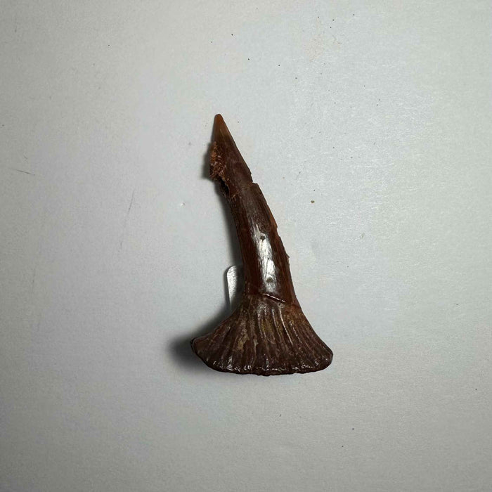 1.5"  #14
