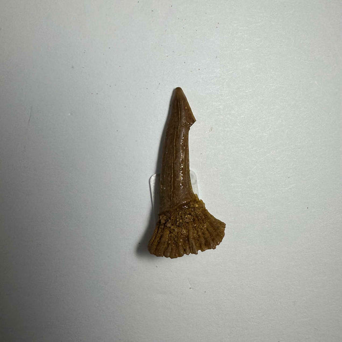 1.25"  #16