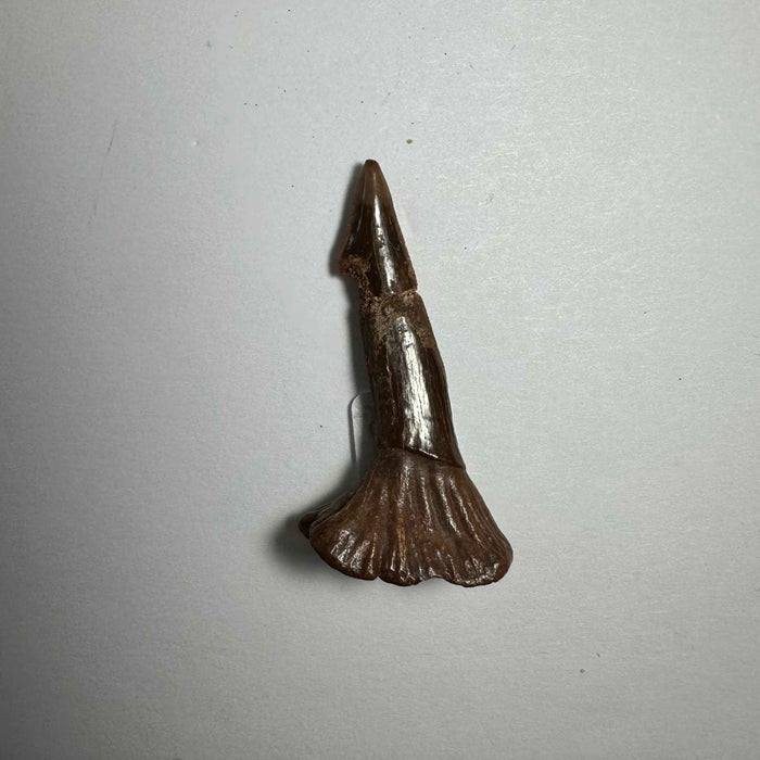1.5"  #17