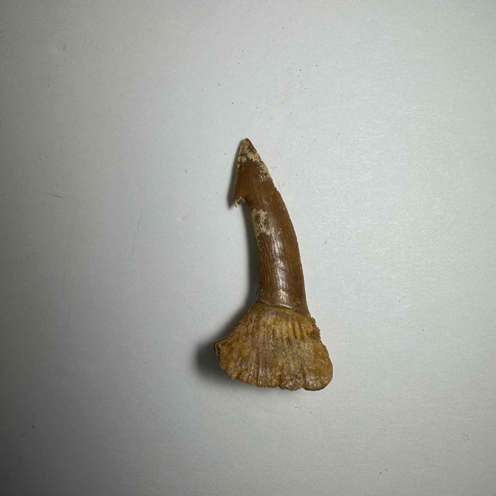 2"  #19