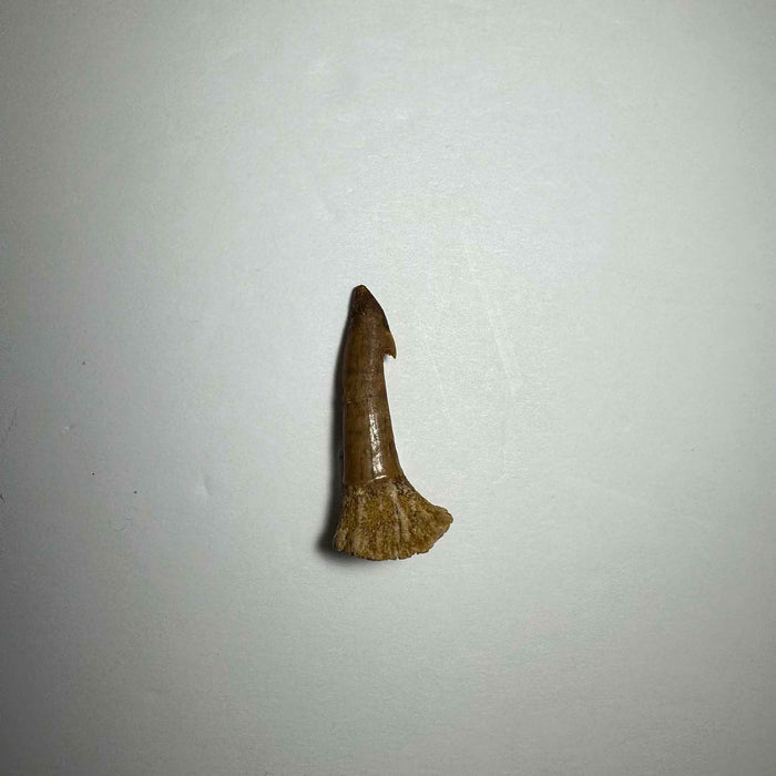 Onchopristis Barb/Tooth (SM) from Morocco - Smokin Resin Company