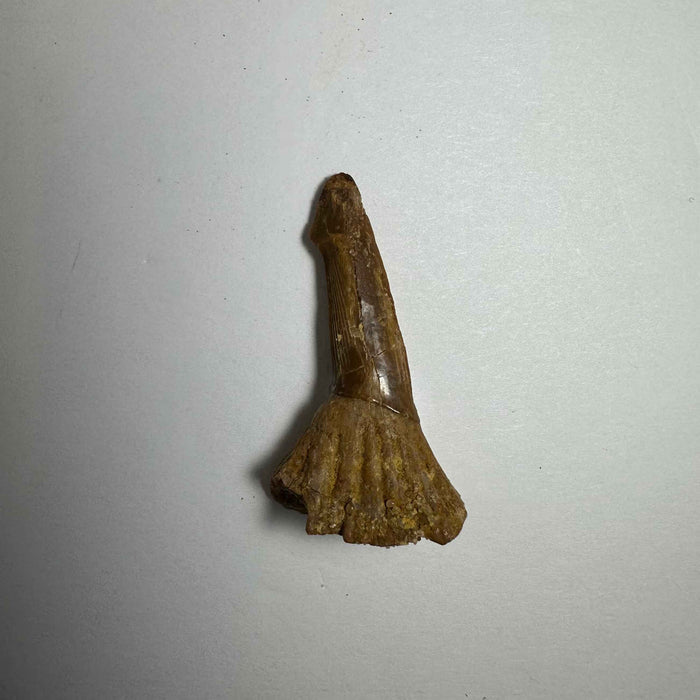 1.5"  #20