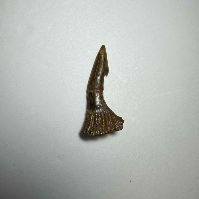 Onchopristis Barb/Tooth (SM) from Morocco - Smokin Resin Company