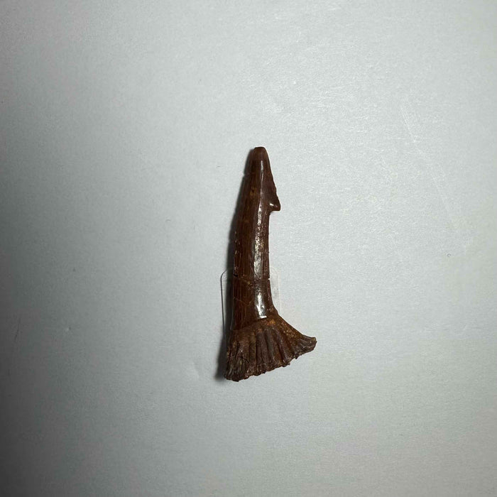 Onchopristis Barb/Tooth (SM) from Morocco