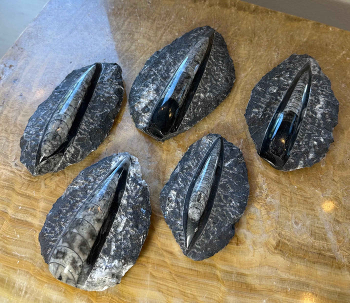 Orthoceras Fossil in Black Limestone - Smokin Resin Company