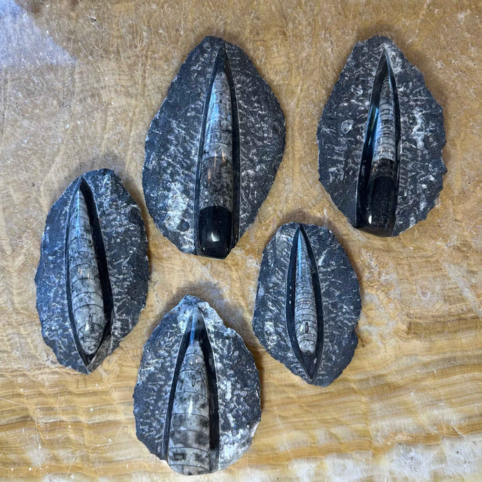 Orthoceras Fossil in Black Limestone - Smokin Resin Company