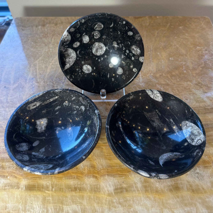 Orthoceras Fossils in Black Limestone Bowl from Atlas Mountains, Morocco - Smokin Resin Company