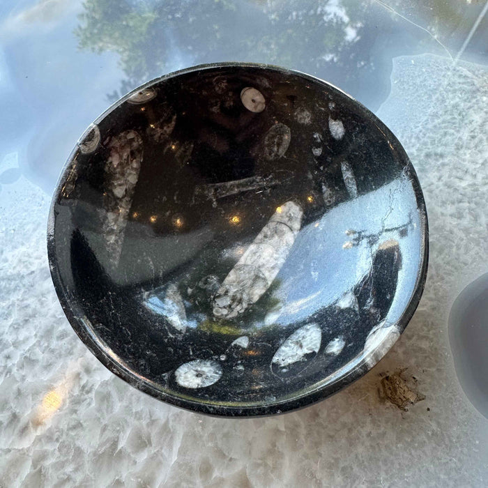 Orthoceras Fossils in Black Limestone Bowl from Atlas Mountains, Morocco - Smokin Resin Company