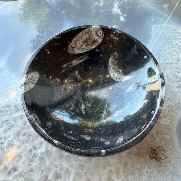 Orthoceras Fossils in Black Limestone Bowl from Atlas Mountains, Morocco - Smokin Resin Company