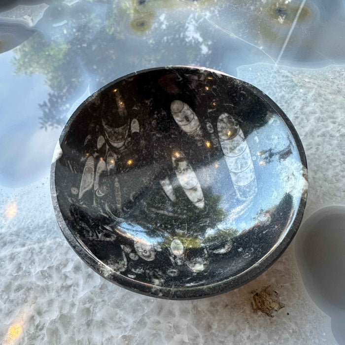 Orthoceras Fossils in Black Limestone Bowl from Atlas Mountains, Morocco - Smokin Resin Company