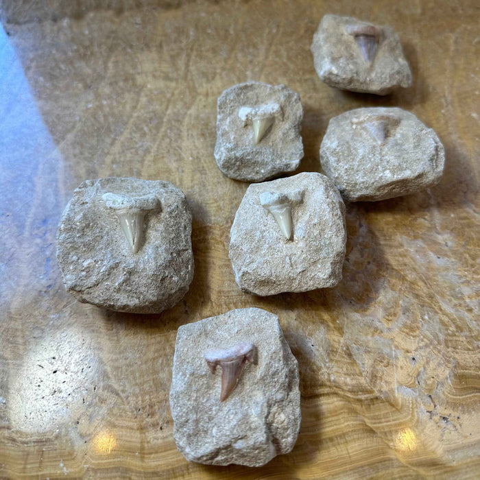 Otodus Obliquus Shark Tooth Fossil on Matrix - Smokin Resin Company