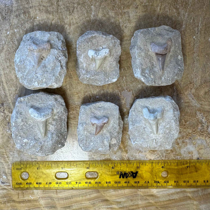 Otodus Obliquus Shark Tooth Fossil on Matrix - Smokin Resin Company