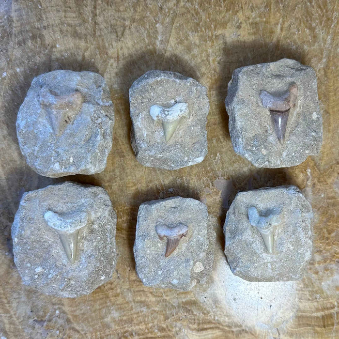 Otodus Obliquus Shark Tooth Fossil on Matrix - Smokin Resin Company
