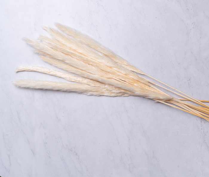 Pampas Reeds