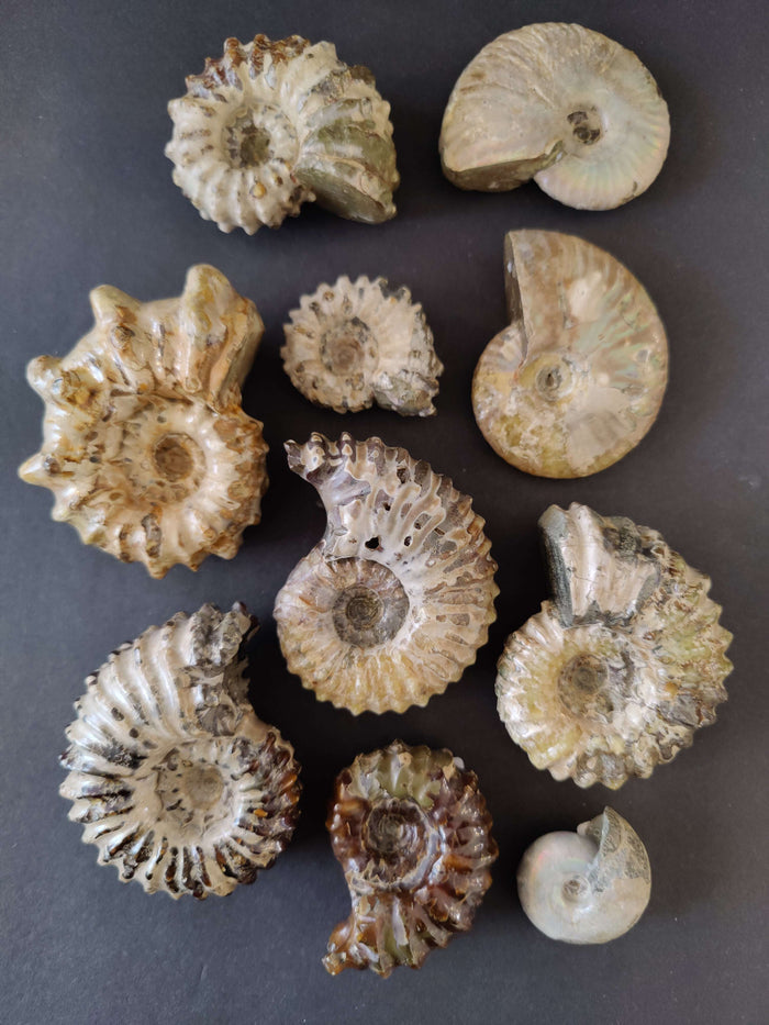 Polished Ammonite Fossil, Early Cretaceous, Madagascar - Smokin Resin Company