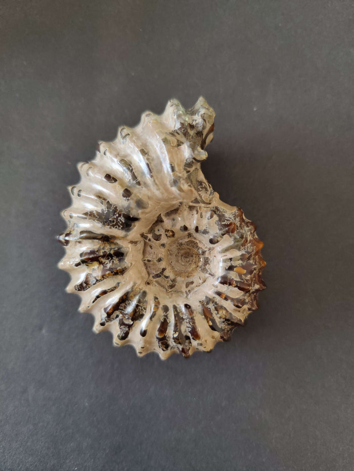 Douvilleiceras Ineqinodum 3" 164g
