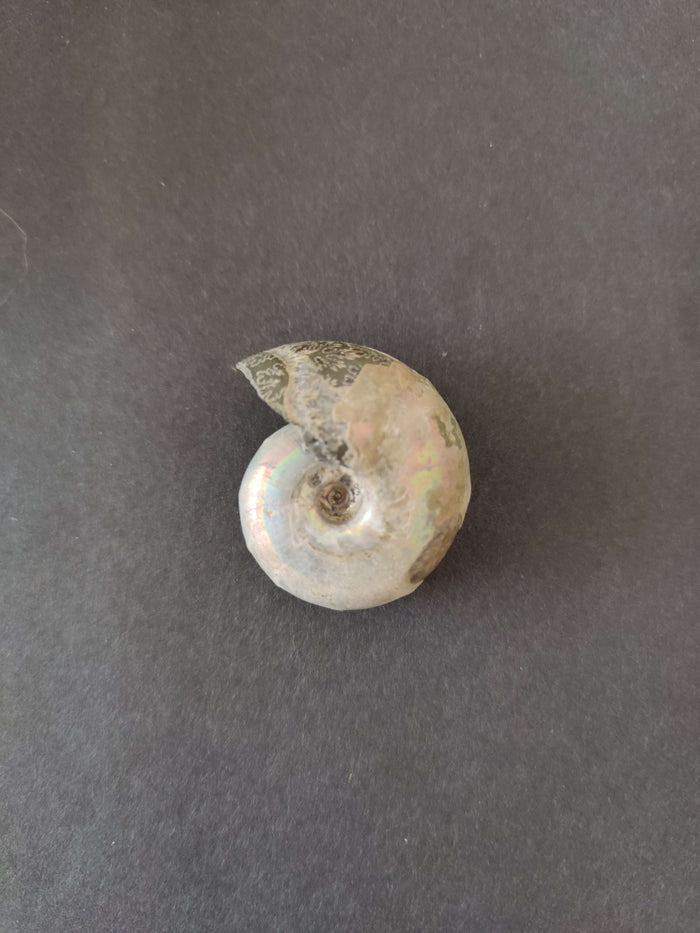 Polished Ammonite Fossil, Early Cretaceous, Madagascar - Smokin Resin Company