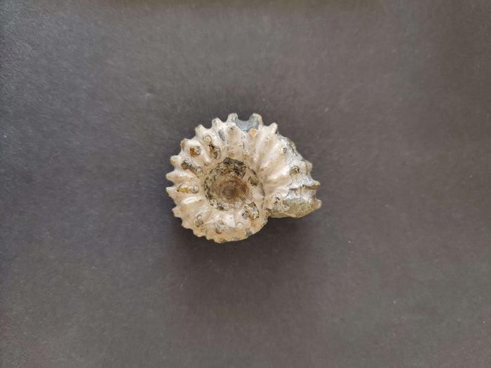 Polished Ammonite Fossil, Early Cretaceous, Madagascar - Smokin Resin Company