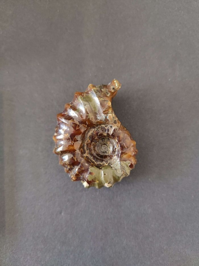Polished Ammonite Fossil, Early Cretaceous, Madagascar - Smokin Resin Company