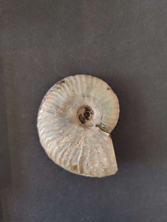 Polished Ammonite Fossil, Early Cretaceous, Madagascar - Smokin Resin Company