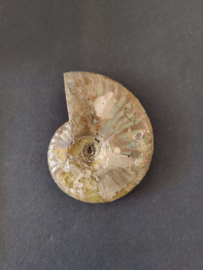 Polished Ammonite Fossil, Early Cretaceous, Madagascar - Smokin Resin Company