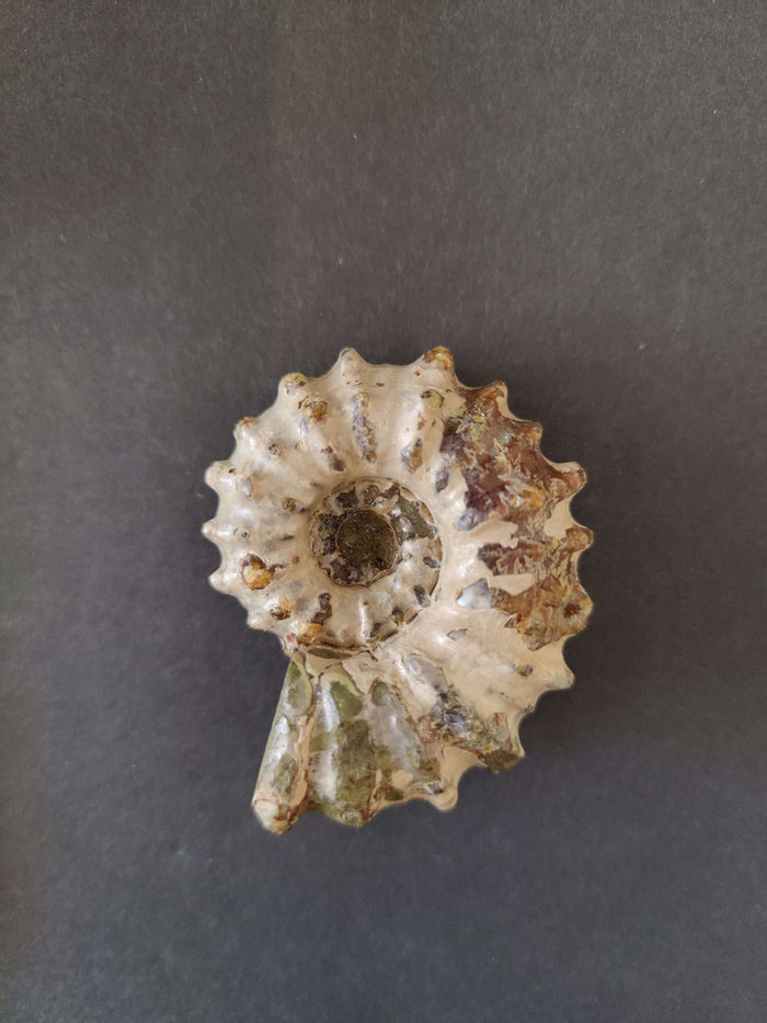 Polished Ammonite Fossil, Early Cretaceous, Madagascar - Smokin Resin Company