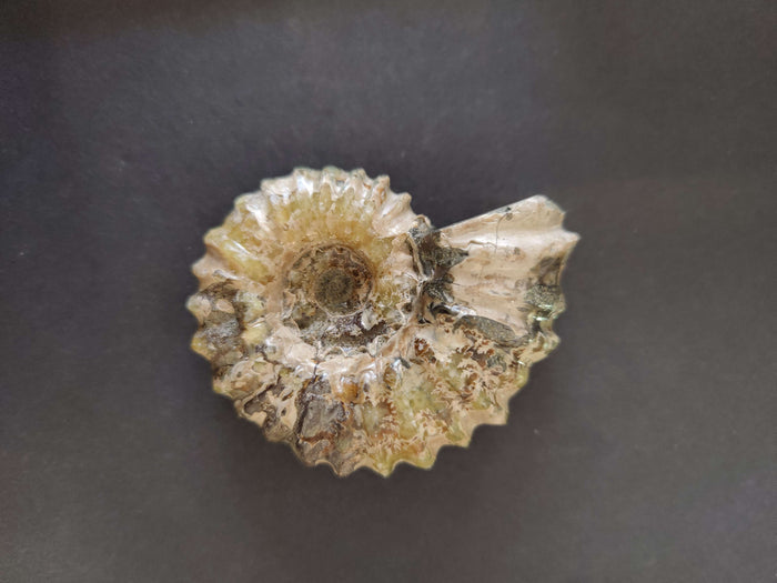 Polished Ammonite Fossil, Early Cretaceous, Madagascar - Smokin Resin Company