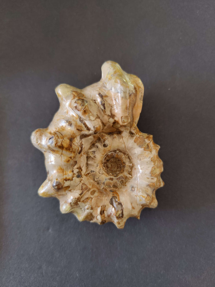 Douvilleiceras Inequinodum 3" 204g