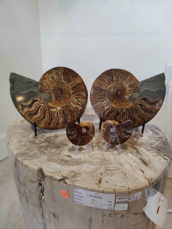 Polished Ammonite Fossil Half - Smokin Resin Company