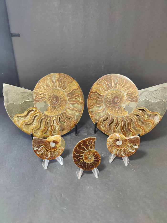 Polished Ammonite Fossil Half - Smokin Resin Company