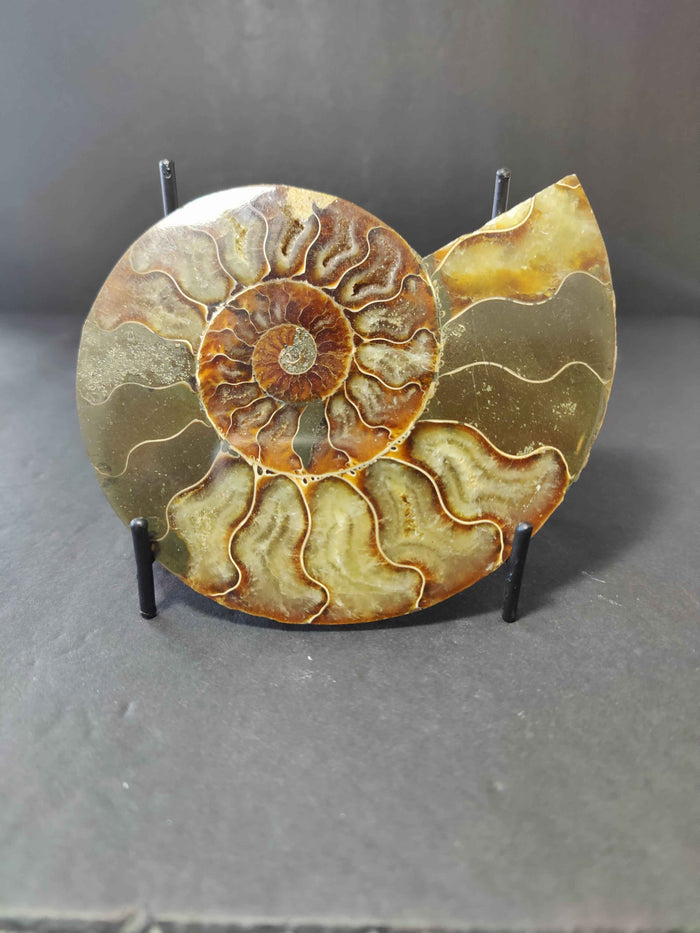 Polished Ammonite Fossil Half - Smokin Resin Company