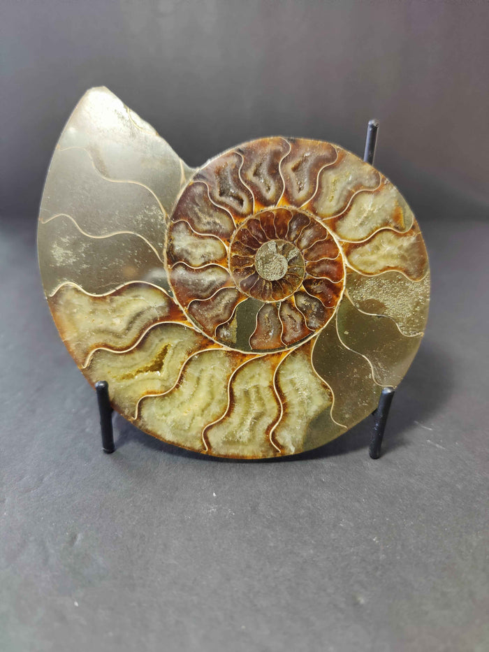 Polished Ammonite Fossil Half - Smokin Resin Company
