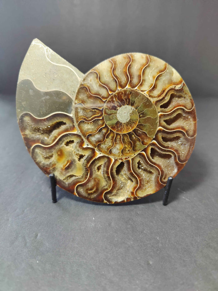 Polished Ammonite Fossil Half - Smokin Resin Company