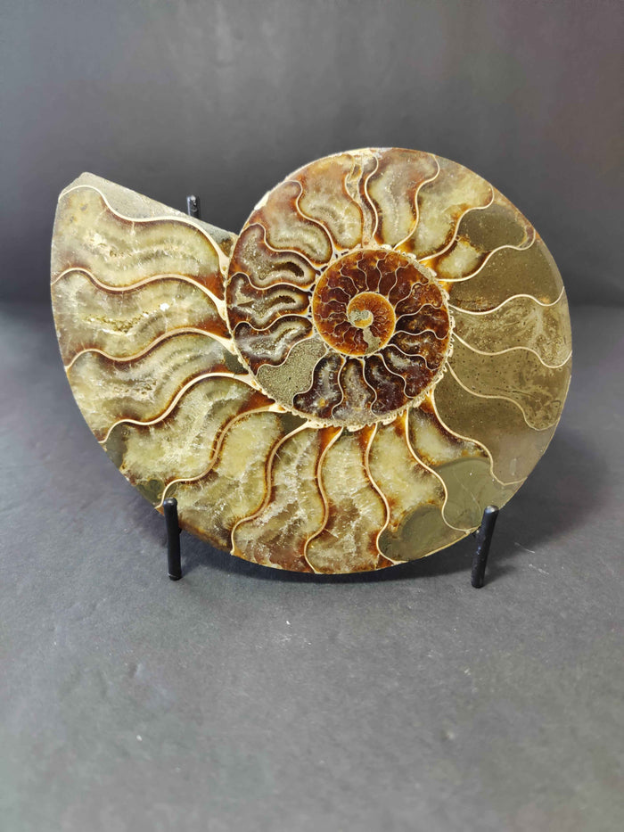 Polished Ammonite Fossil Half - Smokin Resin Company