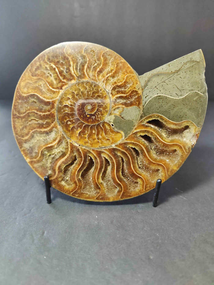 Polished Ammonite Fossil Half - Smokin Resin Company