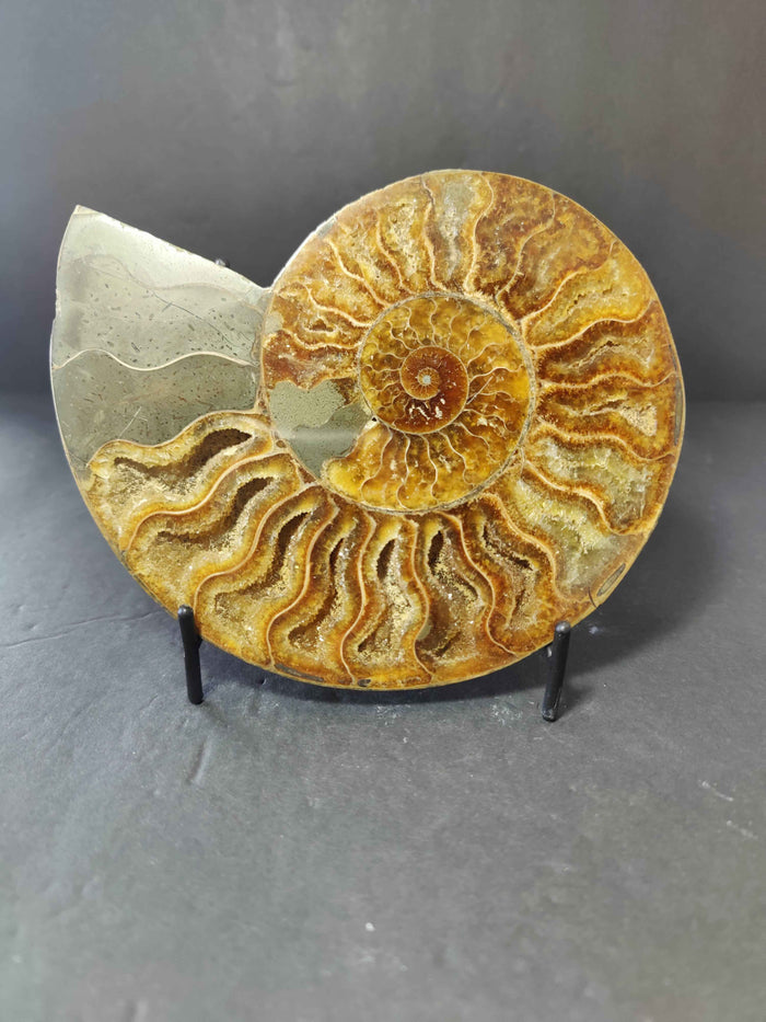 Polished Ammonite Fossil Half - Smokin Resin Company